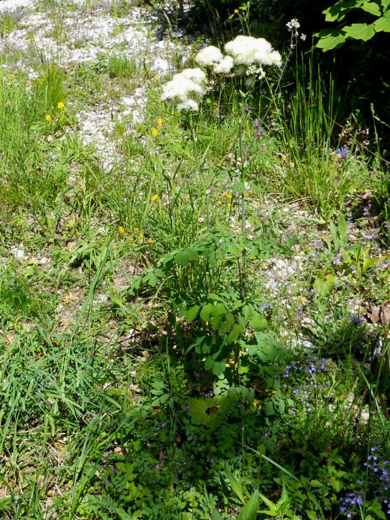 Thalictrum aquilegifolium